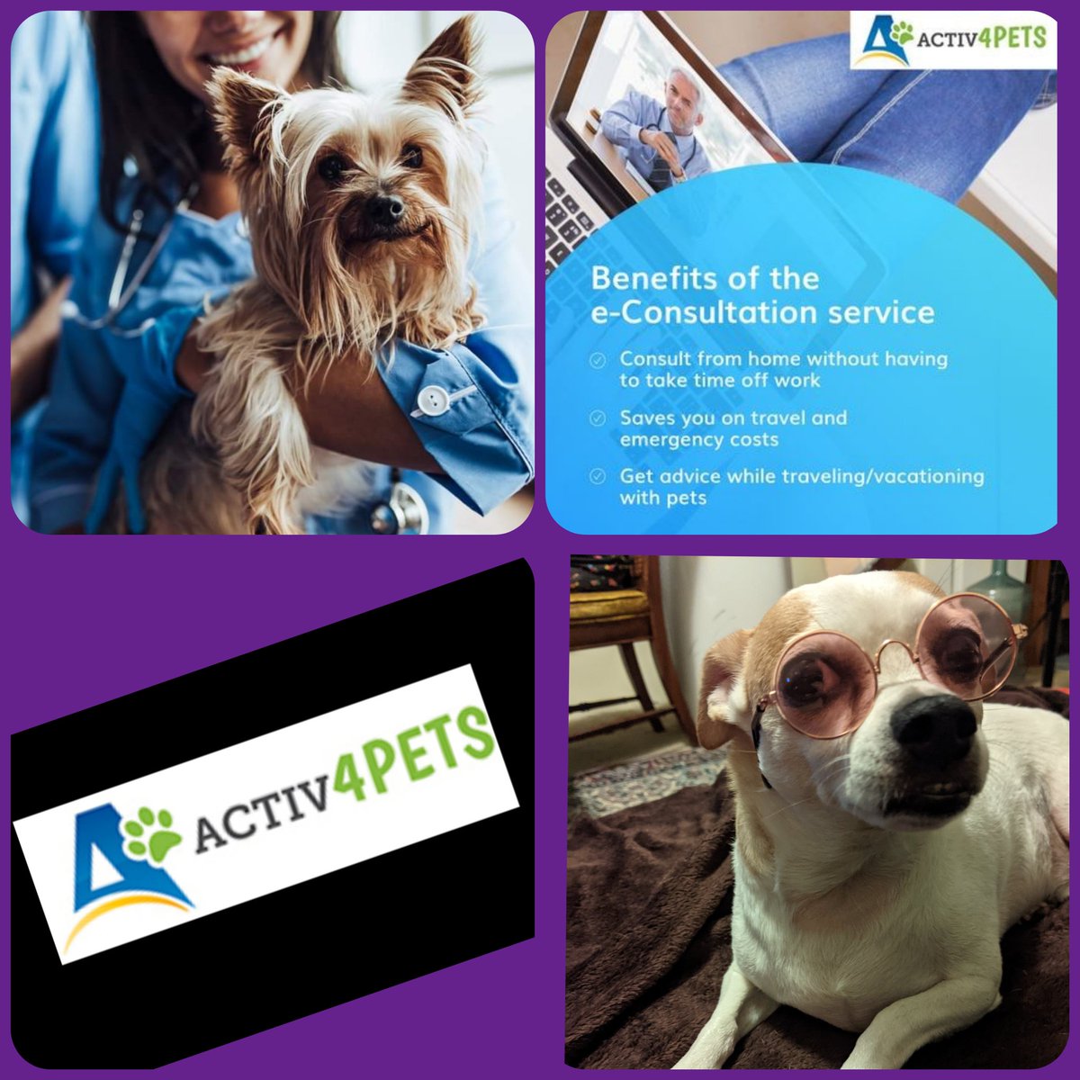 cfm10580's tweet photo. Are you a relief veterinarian looking for opportunities/Email me today for more information at cmaruhn@activ4pets.com https://t.co/Od42YgO1ve