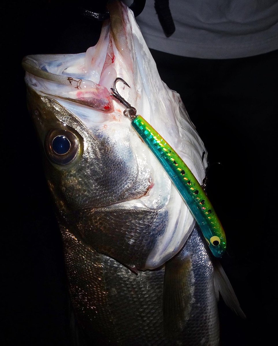 fishing_yukari's tweet image. 出タァーー‼️🐟🌊🌊🌊

イナッコの動きを見ながらボイルポイントへ！安定のスウィングウォブラーただ巻きでHIT👍🐟🌹

イナッコパターンにほんまにウォブラー強い😂👊💥

シーバスのお腹はイナッコでパンパンや〜🍚🍴✨

#シーバス #fimoオリカラ #リアルキッス #釣り女子 #シーバス釣り