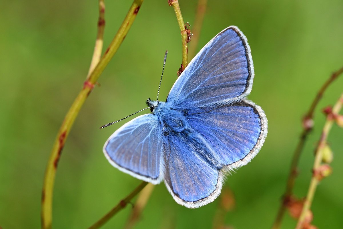 ValleysToCoast's tweet photo. 📸Captured at our meadow project pilot site in Porthcawl!

We've teamed up with @PlantlifeCymru to create meadow space and increase #biodiversity in Pwll y Waun🌱

This week, a common blue butterfly was spotted landing on some bird’s-foot trefoil flowers🦋

#safeandhappy places🌳 https://t.co/EG5jUKL3nT