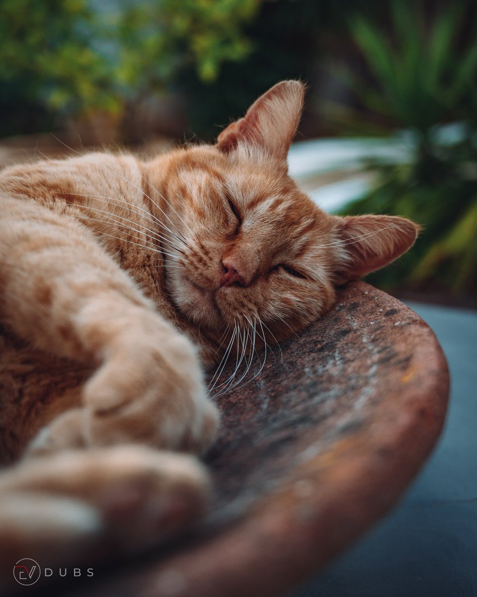 ev_dubs's tweet photo. Soft kitty
Warm kitty
Little ball of fur
#nikonphotographer #ibizaphotographer #petphotographer #catsofday #catsofibiza #catsruleeverythingaroundme #master_gallery #shooters #nikonspain #nikonz #zcreators https://t.co/QboijmITNd