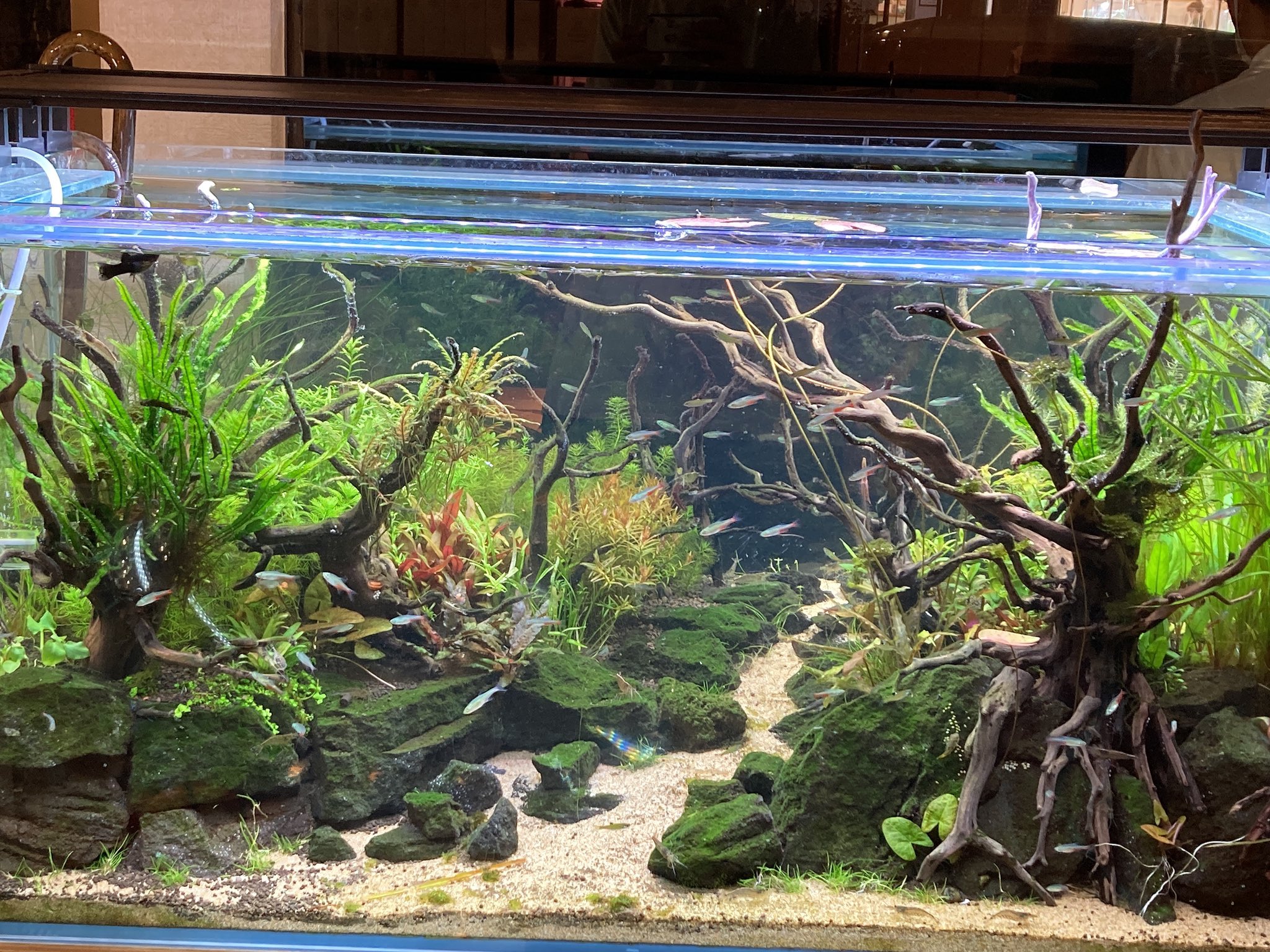 ぽん Aquarium 𖥧𖥧 𓆛 𖥧𖥧 Ponaqua Twitter