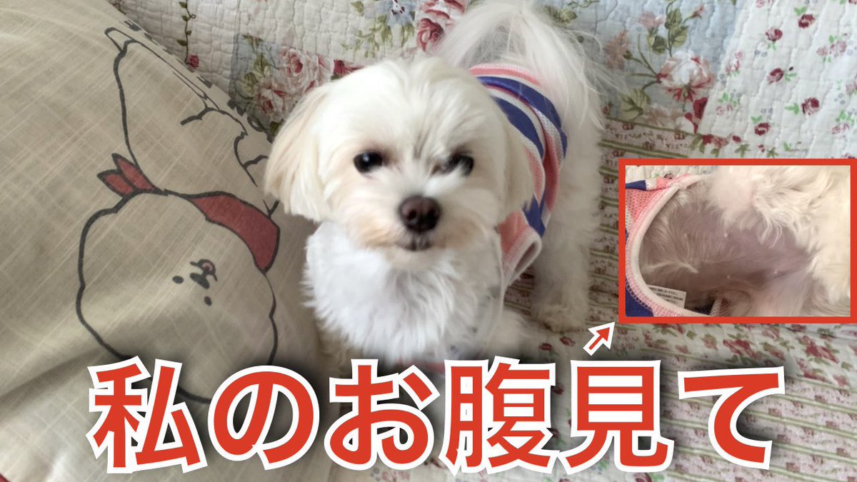 犬のお腹 Twitter Search 犬のお腹 Twitter Search