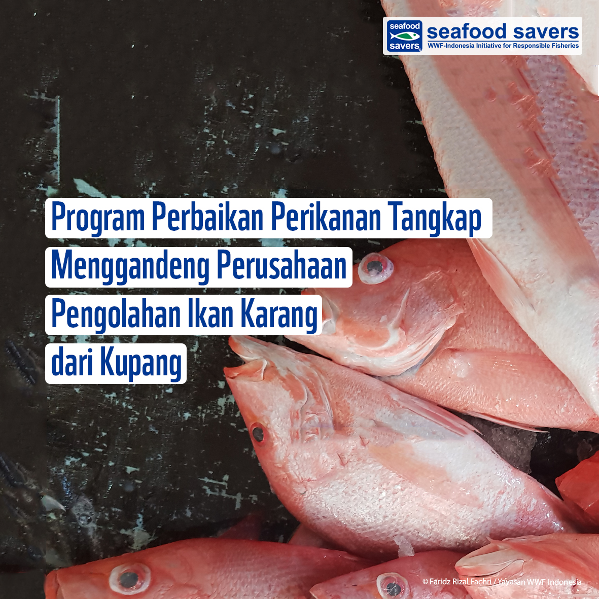 Seafood Savers resmi bekerja sama dengan PT Matsyaraja Arnawa Stambhapura

Selengkapnya: seafoodsavers.org/news/program-p…