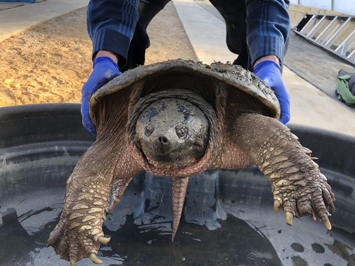 salthaven_org's tweet photo. Since #Salthaven's beginnings 17 years ago, we have treated 11,000+ wild animals &amp; mentored 1,200+ volunteers in wildlife rehabilitation. That’s a lot of 2 &amp; 4-legged creatures! 

To all our supporters, thank you for coming on our journey. We appreciate you! #ldnont #gratitude https://t.co/jJdRUgxBaE