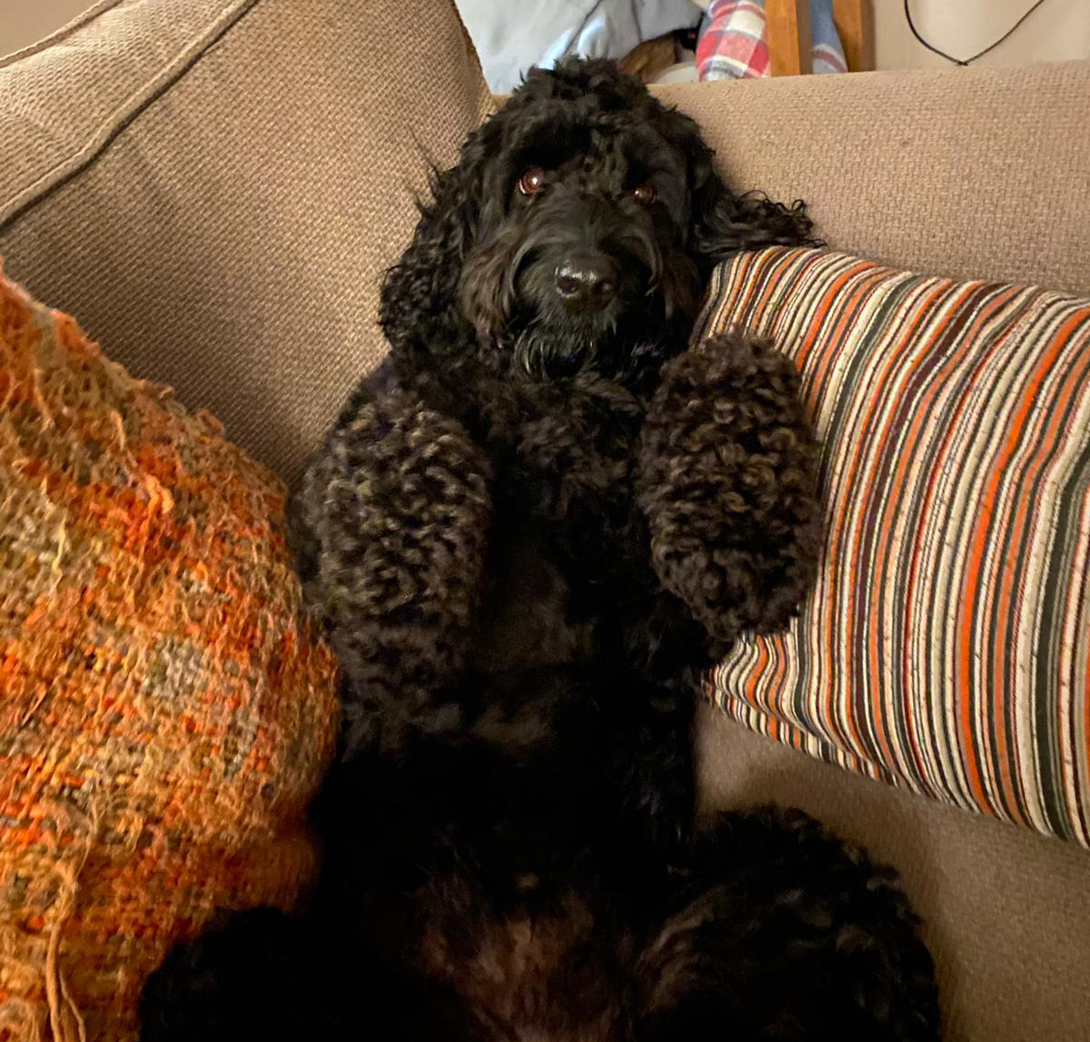 Ruben and me well and truly have that Friday feeling, have a great weekend everyone.
#dogsworkingfromhome #dogsatworkkeepeveryonehappy #dogcollegue #freelancegraphicdesigner