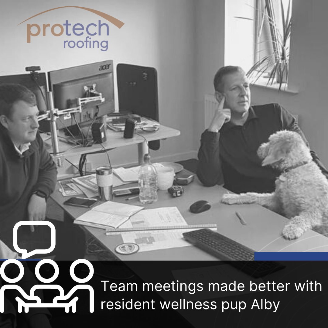 Face2 Face

In person meetings are now a novelty we have spent so long only seeing the head of shoulders of other people.

Alby is still getting the hang of facing the front but he gets let off as he's cute!

#albytime #face2face #backinmeetings