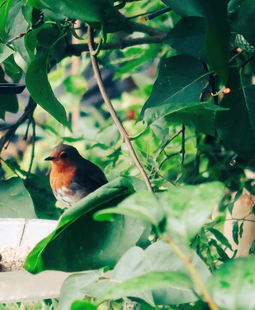 71annapanna's tweet photo. Dayday 208 stunning Robin in the garden this morning #gardenlife #vivara_sverige #redrobbin #naturephotography https://t.co/1dvT7AOcy8