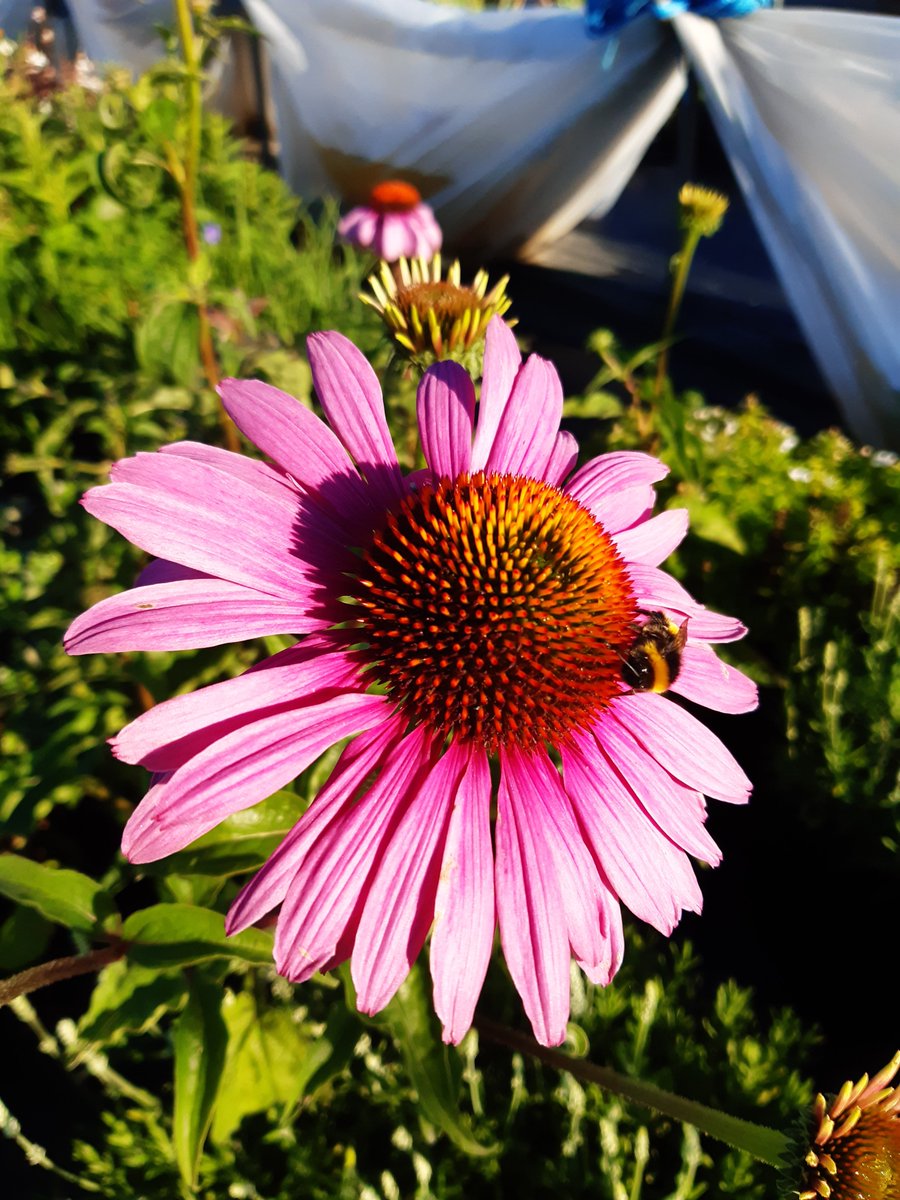 Echinacea purpurea Prairie Splendor Deep Rose photo taken early this morning on the nursery. Great for attracting pollinators such as bees to the garden #bees #plants #britishgrown #UKgrown #perennials #lincsgrown