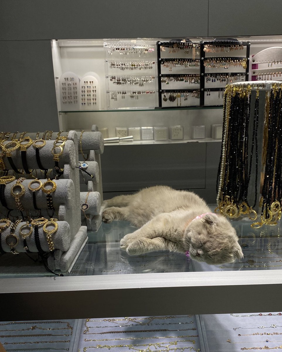 Animals that sell you stuff tweet media