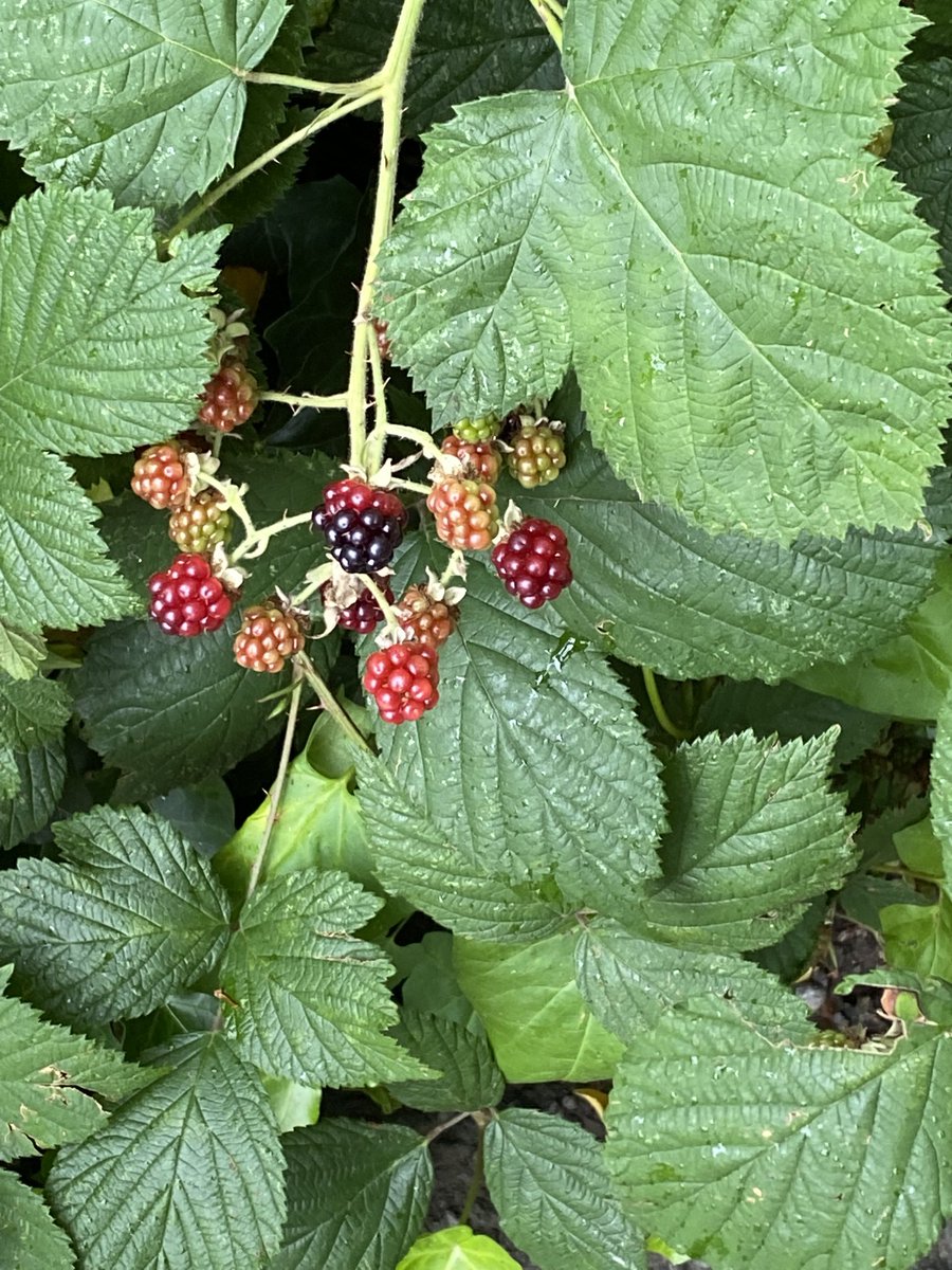 BBCAlicia's tweet photo. First of the season #notevenAugust https://t.co/PyBaRMDJD7