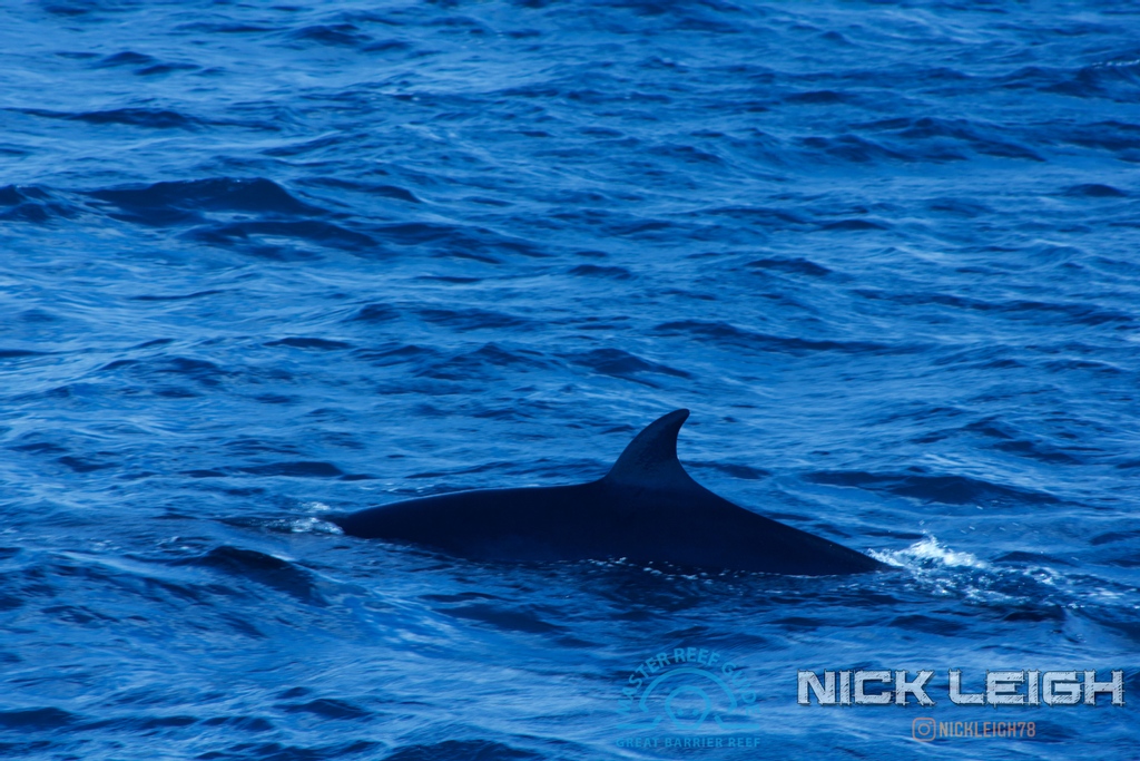 nickleigh78's tweet photo. Dwarf Minke Whale Dorsal Fin
#nickleigh⁠
#surroundedbybluewater⁠
#dwarfminkewhales 
#minkewhaleproject⁠
#masterreefguides⁠
#LoveTheReef⁠
#savethereef⁠
#reeftherapy⁠
#backtothereef⁠
#GreatBarrierReefToday⁠
#gbrmarinepark⁠
#greatbarrierreef⁠ https://t.co/LrI6HwFqnB