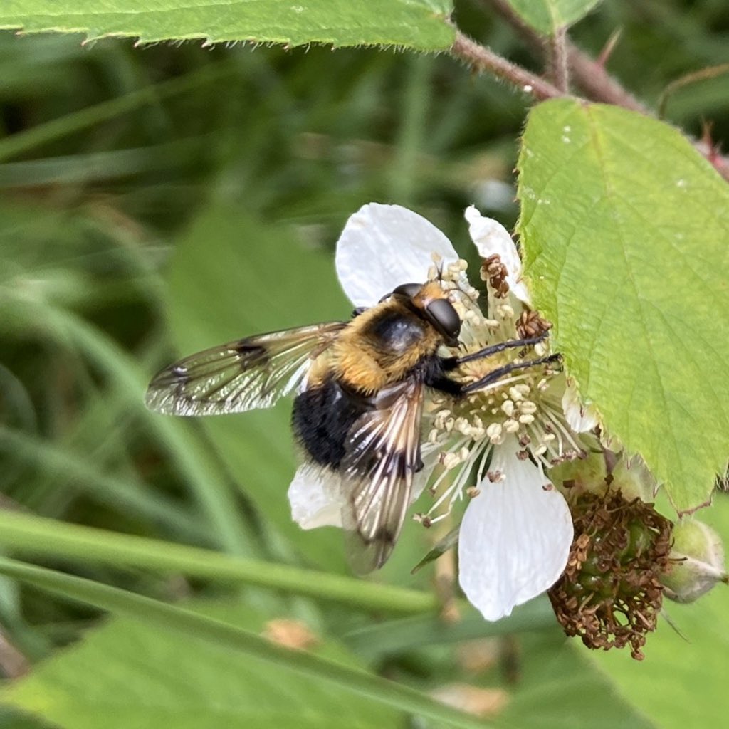 bernoid's tweet photo. Female Volucella bombylans. Handy hoverfly eye tip - female eyes don’t meet in the middle, male eyes do. #hoverfly #volucella #lookingatflies #volucellabombylans https://t.co/iFMdCJx6do