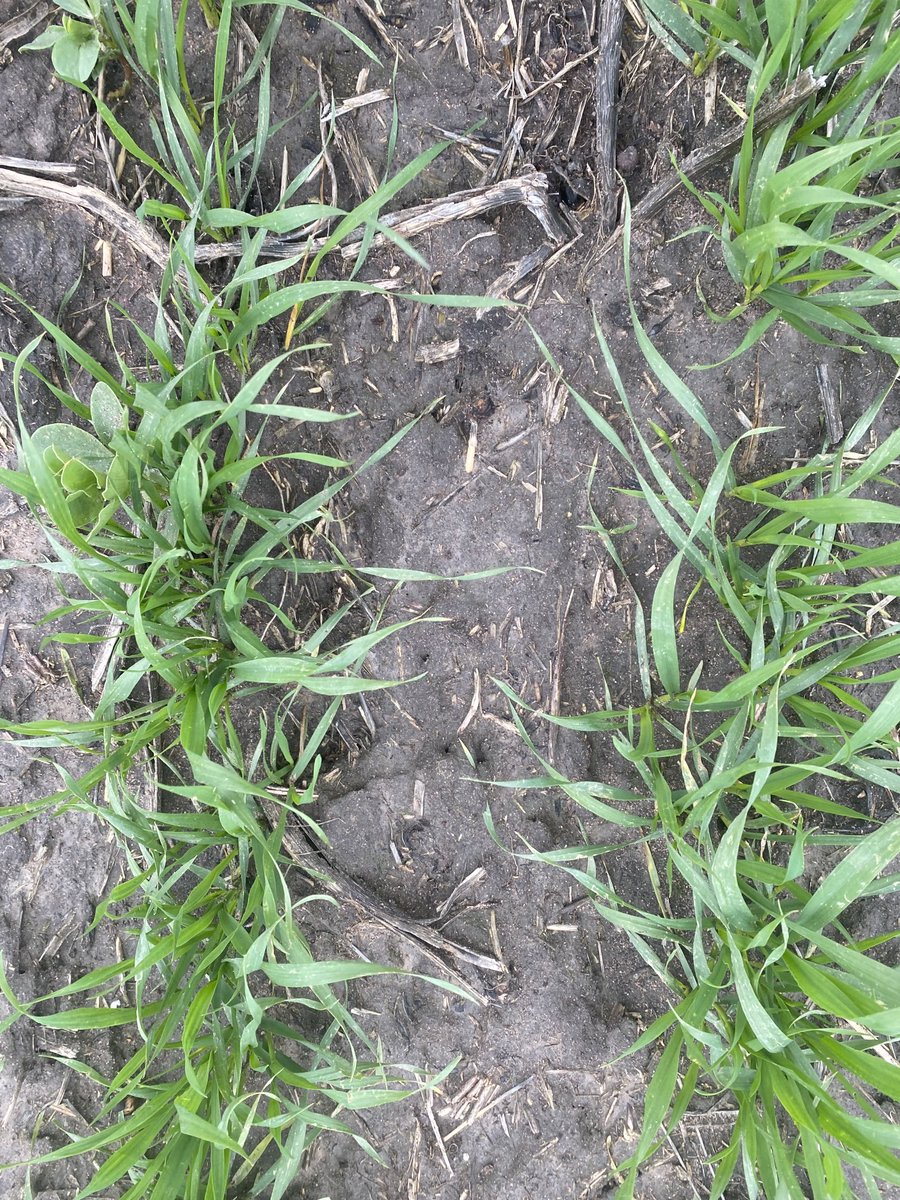 Sakura and Voraxor dong a great job on a bad ryegrass paddock at Goroke, happy with the mix. ⁦<a href="/ash_knight89/">Ashleigh Knight</a>⁩ ⁦@Smith98Austin⁩