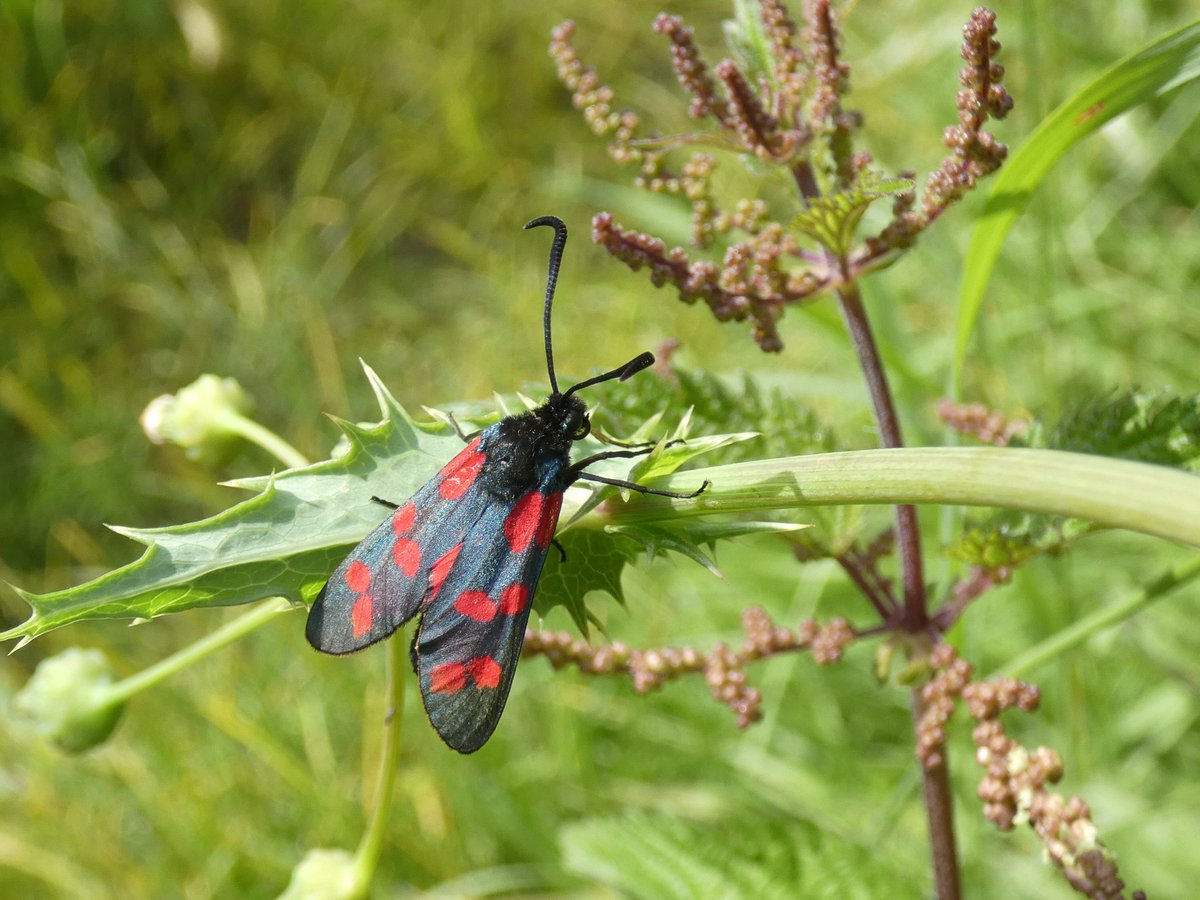 GuckInDieNatur's tweet photo. Erstmals beobachtet - ein Sechsfleck-#Widderchen (Zygaena filipendulae) auch Gemeines Blutströpfchen genannt, ruht auf der Distel und trotzt dem Wind. #Lepidoptera https://t.co/0nSSuAkzPt