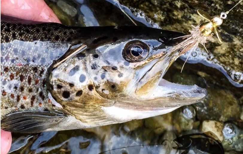 PlanetspinI's tweet photo. SPINFLY e FLY STYLE SPINNING, tecniche di pesca alternative

https://t.co/XRg28Kn710

#spinfly @flystyle #Spinning #pesca #pescaspinning #mosca #trota #cavedano https://t.co/TB0AgBdvQ0