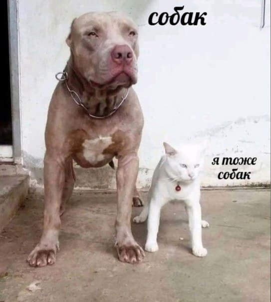 RussianMemesLtd's tweet photo. doge 

I'm a doge too https://t.co/igYtKwZzCr