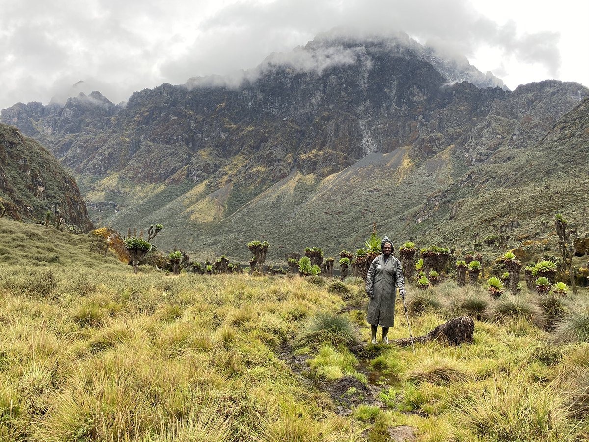 AngelaKodet's tweet photo. @HermanKambugu Rwenzori mountain by far! 

🏔 🏔🏔

#MountainChallenge https://t.co/LZFn5HuTcf