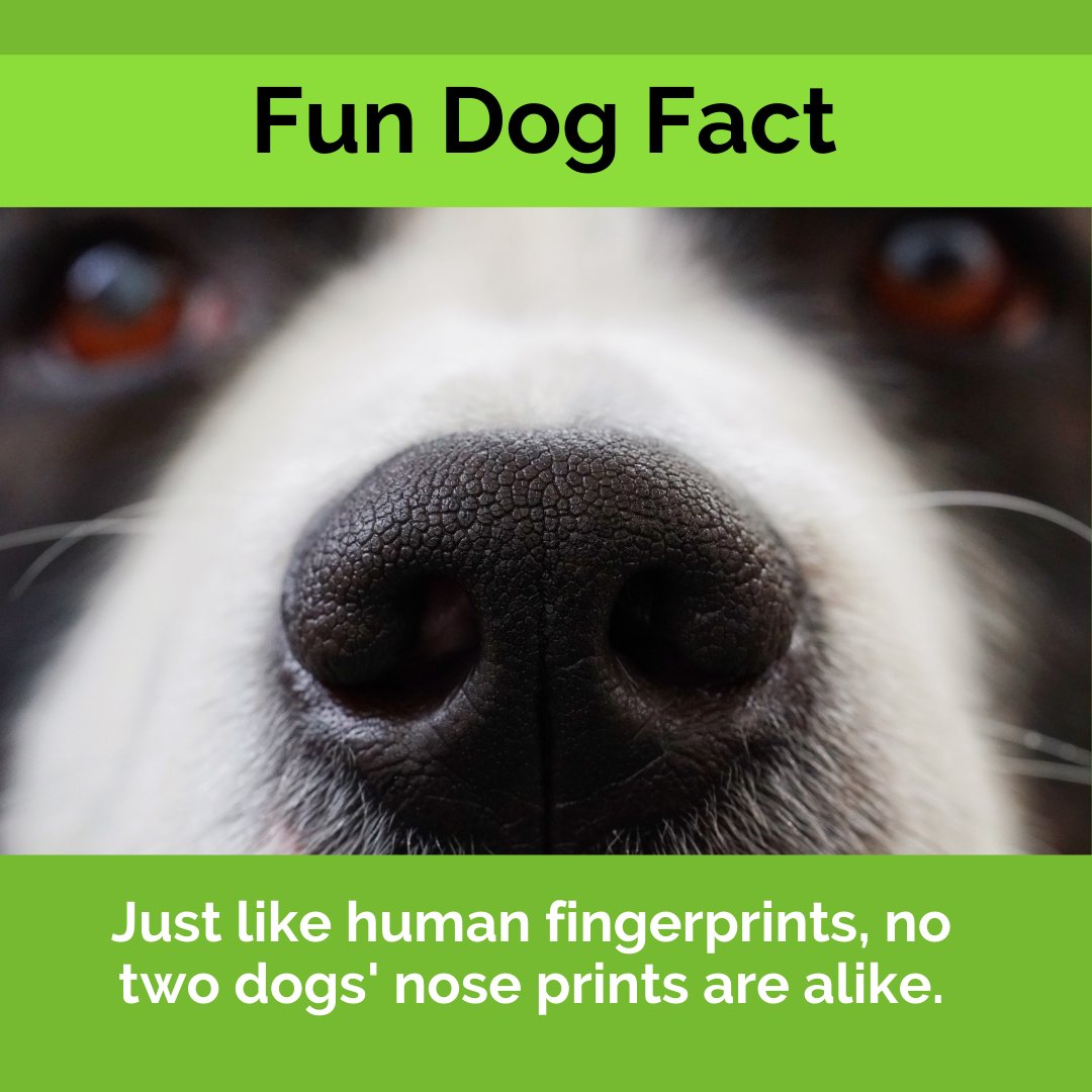 Are Dogs Nose Prints Like Our Fingerprints