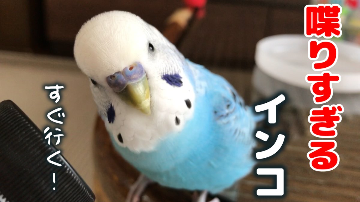 ぴんふ Pase Ume Twitter