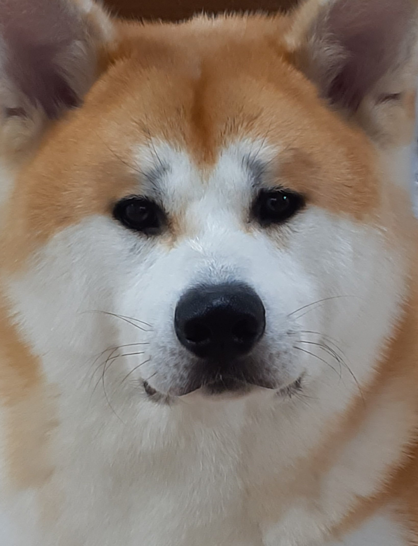 さち まろ眉秋田犬選手権 俺に勝てるヤツはいるか T Co Wn5yjs6q97 Twitter