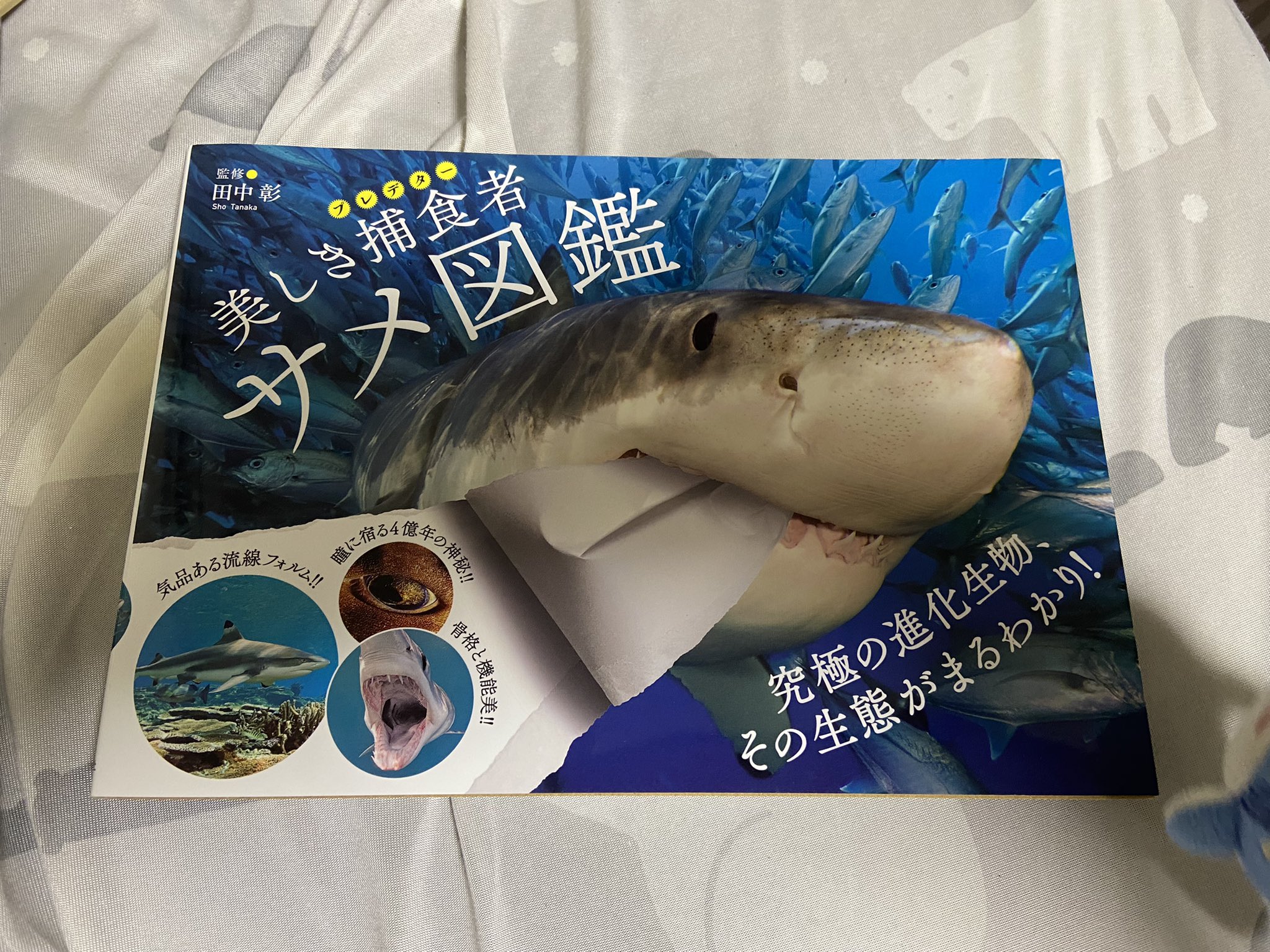 サメ本 Twitter Search Twitter