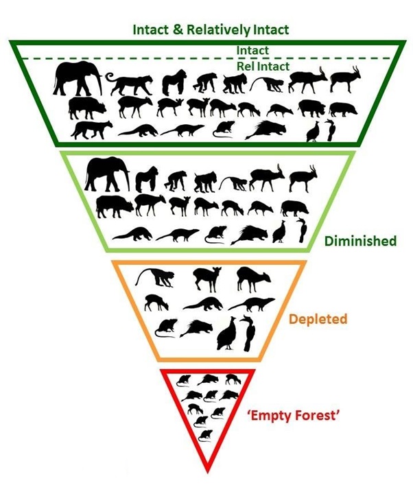 NicolasJDeere's tweet image. 1/6 #Defaunation describes declines in species/abundance due to environmental and human pressures📉the scale of which is overwhelming - 477 species extinctions 🦤, ~45%⬇️in abundance. Biodiversity loss is not random: the bigger you are, the harder you fall #DICECON21 #ConEffect