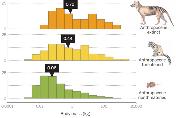 NicolasJDeere's tweet image. 1/6 #Defaunation describes declines in species/abundance due to environmental and human pressures📉the scale of which is overwhelming - 477 species extinctions 🦤, ~45%⬇️in abundance. Biodiversity loss is not random: the bigger you are, the harder you fall #DICECON21 #ConEffect
