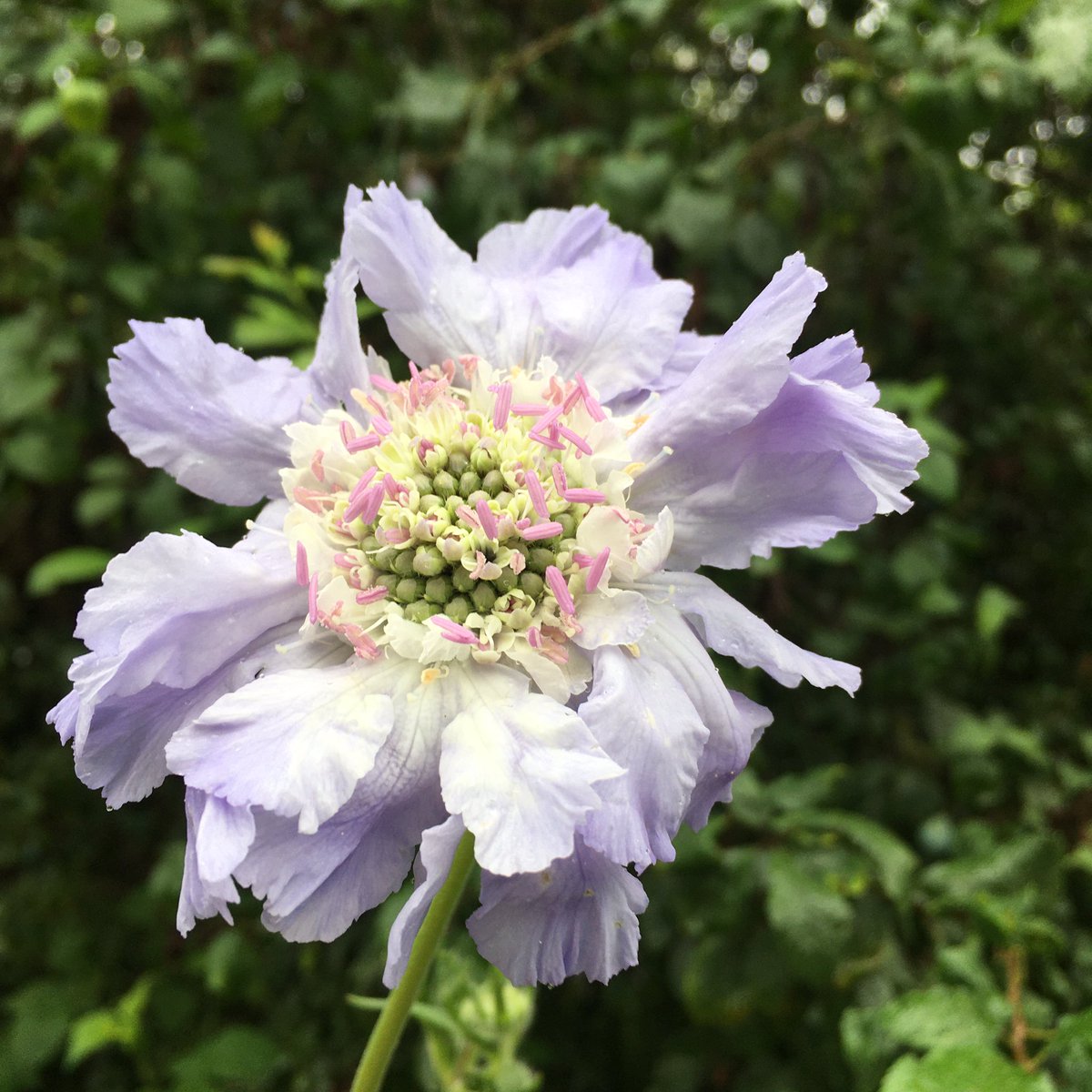 Buzzin' 🐝🌺 tweet media