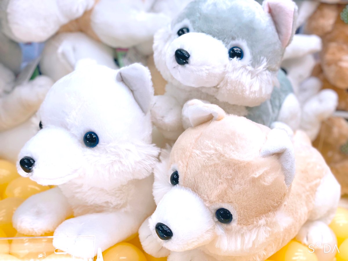 こちらも本日再入荷✨☺️ 【 #もふっとオオカミくつろぎ〔JB