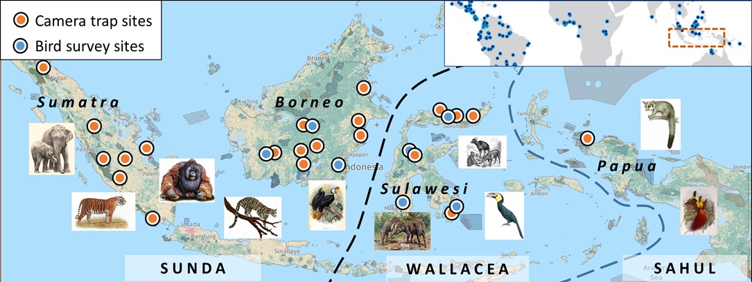NicolasJDeere's tweet image. 5/6 One year in and mid pandemic 😷 we’re working with 15 camera datasets spanning 20 years, with a further 34 datasets on the way! Exciting times ahead for @defaunation and our army of inspiring postgrad students @DICE_Kent &amp;amp; @univ_indonesia #DICECON21 #ConEffect