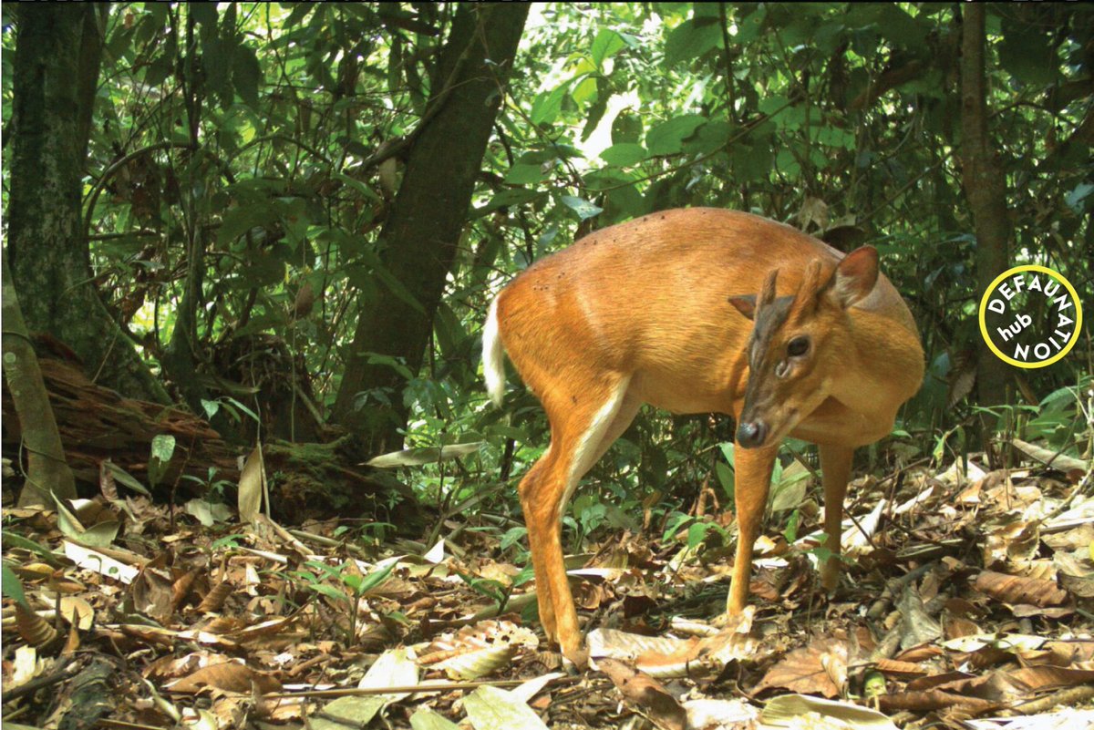 NicolasJDeere's tweet image. 6/6 For updates see @defaunation &amp;amp; research.kent.ac.uk/defaunation/. Big thanks to @LeverhulmeTrust for funding, dedicated PhD students @KatieSpencer229 @Ardiantiono @arethareth and our fearless leader @mattstruebig #DICECON21 #ConEffect