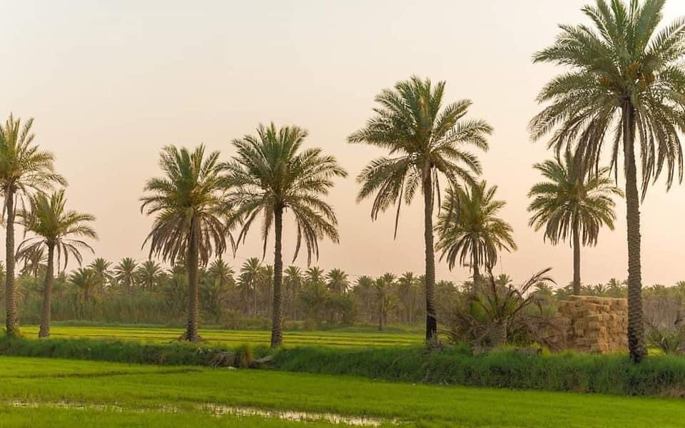 MhomadAd's tweet photo. #العراق #ريف https://t.co/HHXPiwxsLY