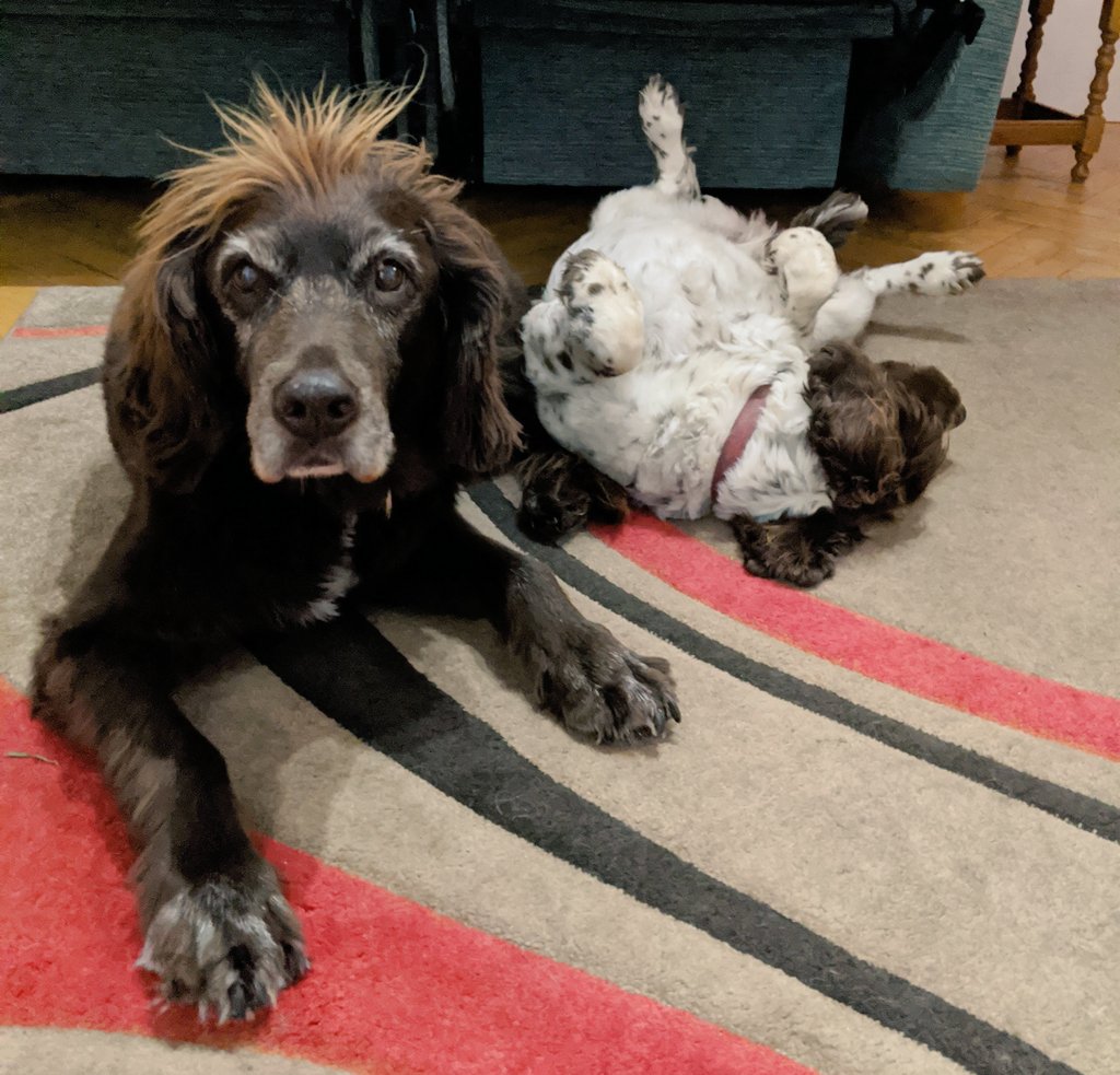 SavannahClawson's tweet photo. It's the final day of #epshep2021 and today's theme is #PhysicsPets 🐶
One of my dogs is trying to channel Einstein's hair whilst the other is doing some important tests on reference frames https://t.co/6pLcOzEoeB