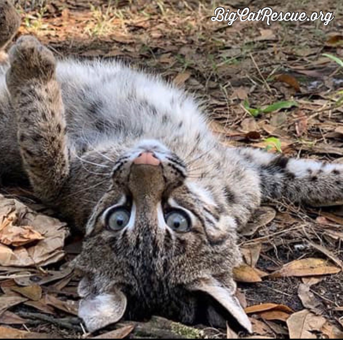 Big Cat Rescue tweet media