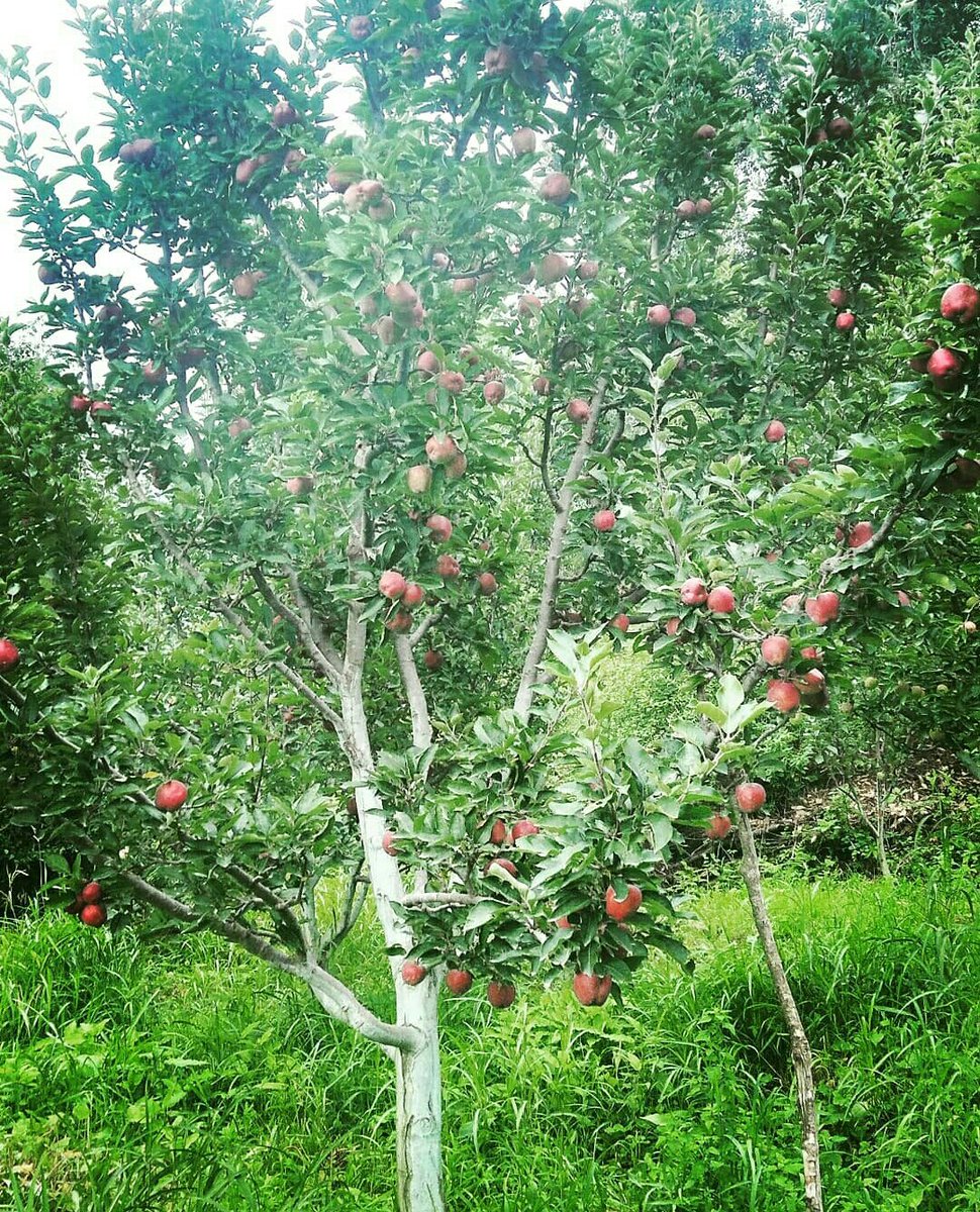 veenuofficial's tweet image. 🍎
#fruitdevelopment
#applefarm
#randomshot