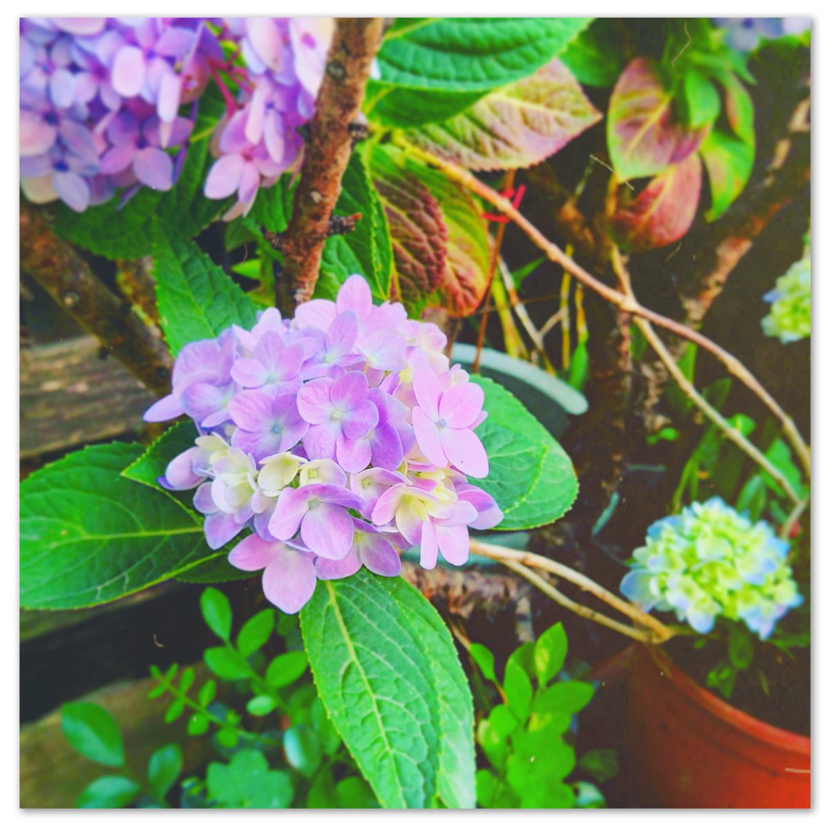 梅 1993 紫陽花 Flowers Hydrangea 植物 花 花片 緑色 花好きな人と繋がりたい 写真好き カメラ好きな人と繋がりたい 光と影 紫陽花 繡球花 写真好きな人と繋がりたい カメラ女子 ファインダー越しの私の世界 T Co 梅 1993 紫陽花 Flowers Hydrangea 植物 花 花片 緑色 花好きな人と繋がりたい 写真好き カメラ好きな人と繋がりたい 光と影 紫陽花 繡球花 写真好きな人と繋がりたい カメラ女子 ファインダー越しの私の世界 T Co