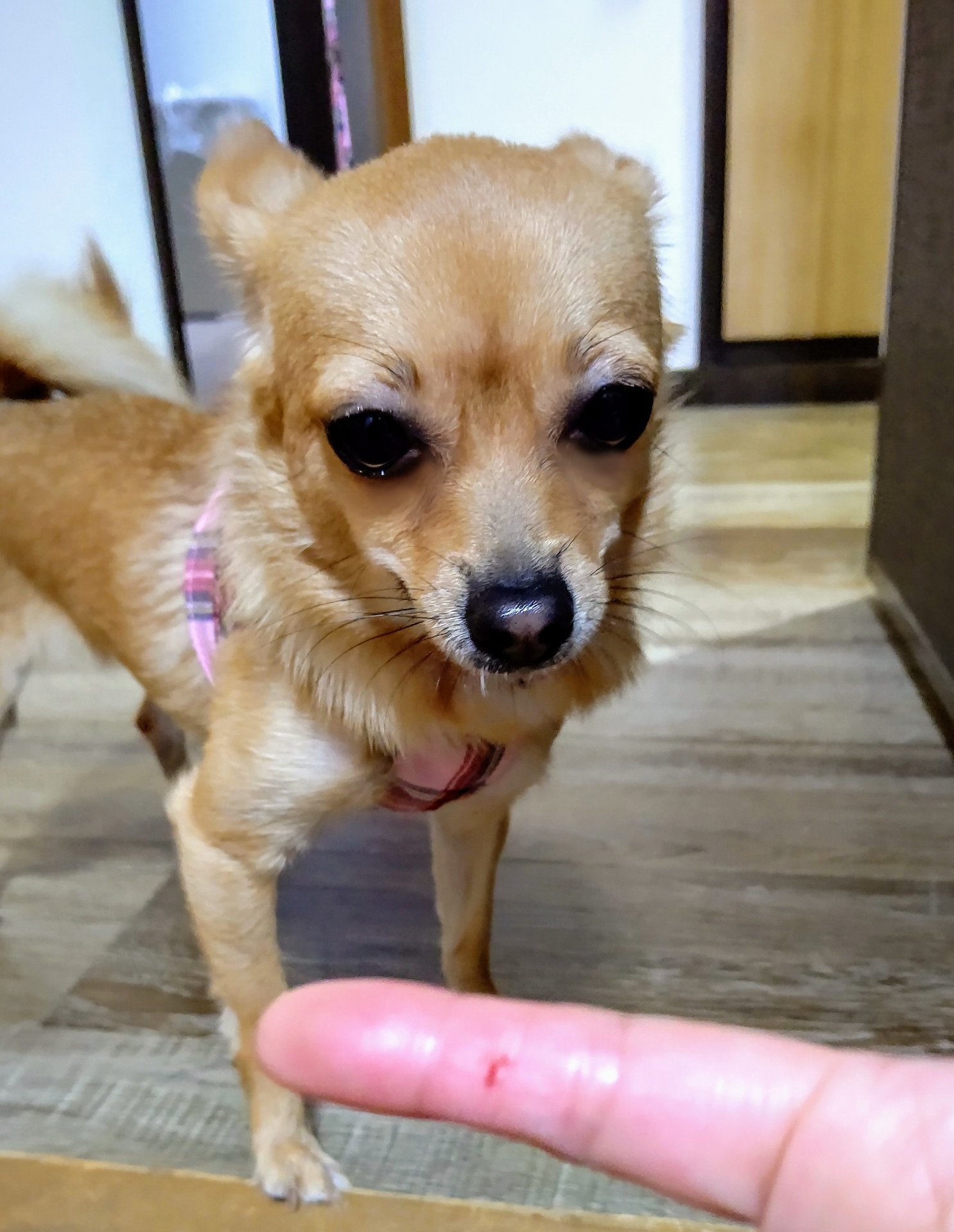 ますだみき ラインスタンプ発売中 うぴの本気噛み 超小型犬の本気噛みなので たいしたことないのだけど 散歩中に他の犬を見て大興奮中に 体を押さえたら噛まれたw やるなぁ 本人は興奮してて 噛んだ事もわかってない 元保護犬 Mix犬