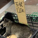 こんなに安くていいの？玉ねぎ(猫)が120円で売られている!