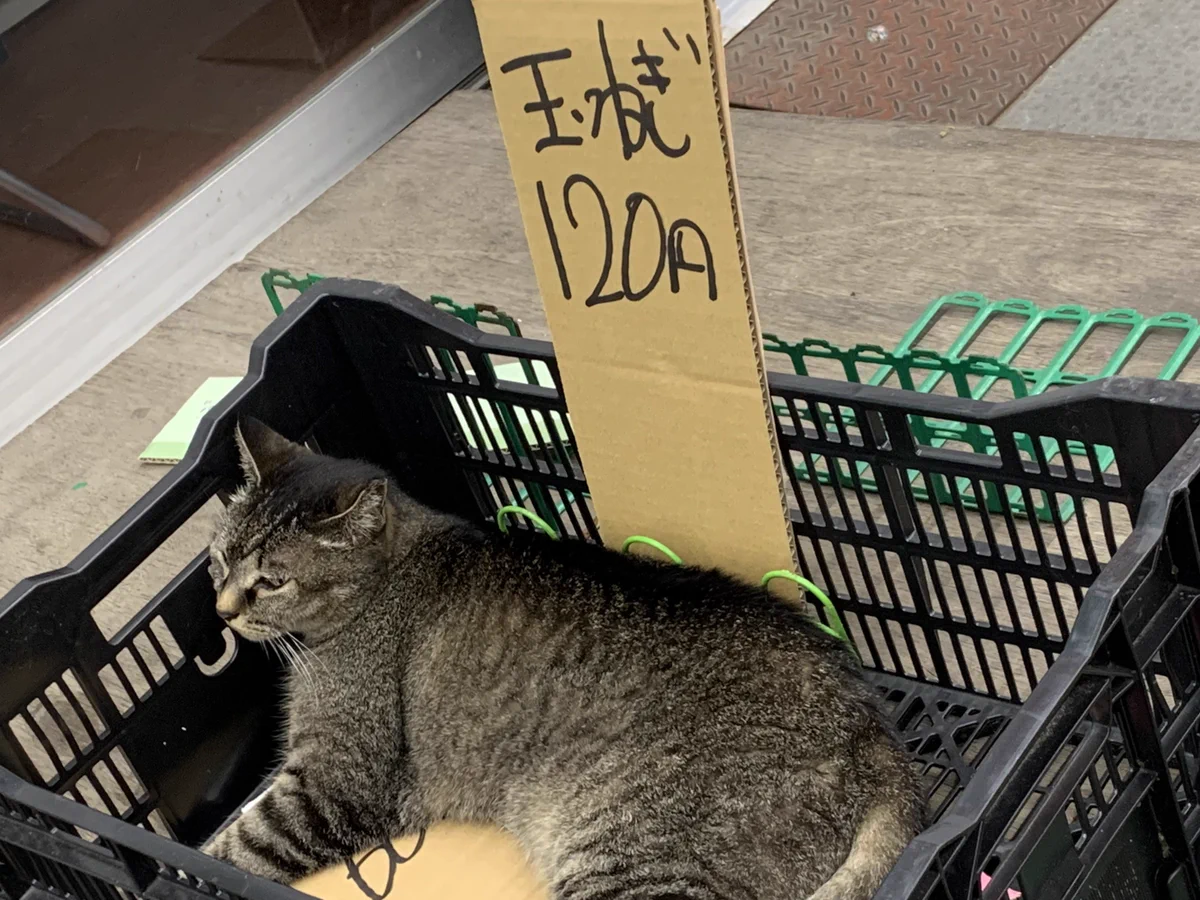 こんなに安くていいの？玉ねぎ(猫)が120円で売られているwww
