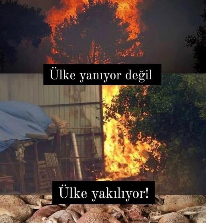 zulkarneynavc's tweet photo. Bu ihanetin içerisinde olan ve destek veren kim varsa tıpkı Ebu Leheb gibi elleri kurusun. Unutmayalım ki, zalime merhamet mazluma ihanettir. https://t.co/UNoerBXzSc