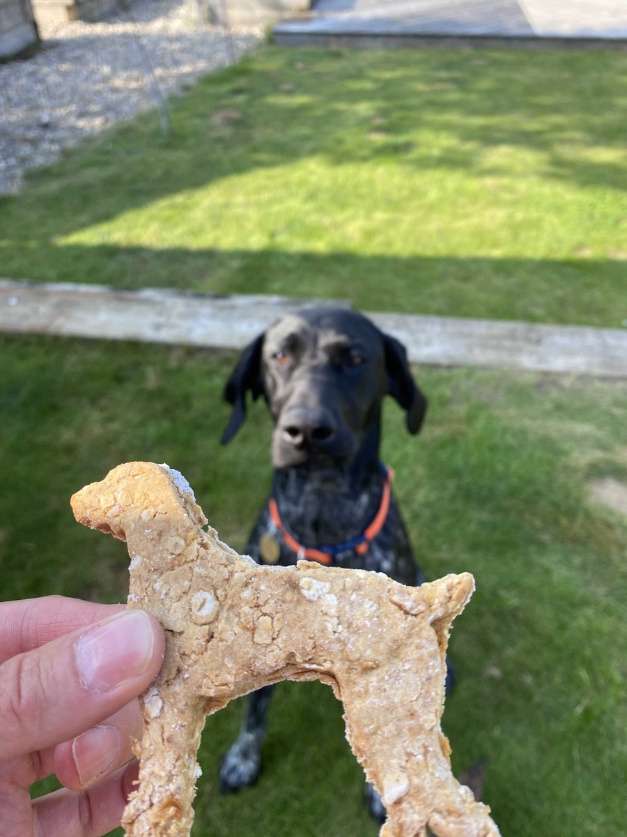 swaynevets's tweet photo. How many of our owners throw their dogs birthday parties? One of our vets just had to bake some pointer shaped cookies for her pointers 1st birthday! Happy birthday!! #birthday #pointer https://t.co/baYYYtRTB8