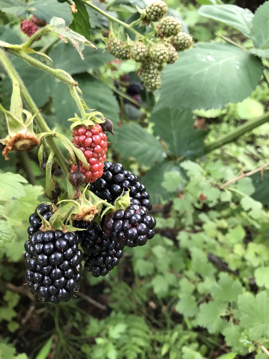 Snowstart1's tweet image. クラシル見ながら作ったブラックベリージャム。

梅干しのあじがする…