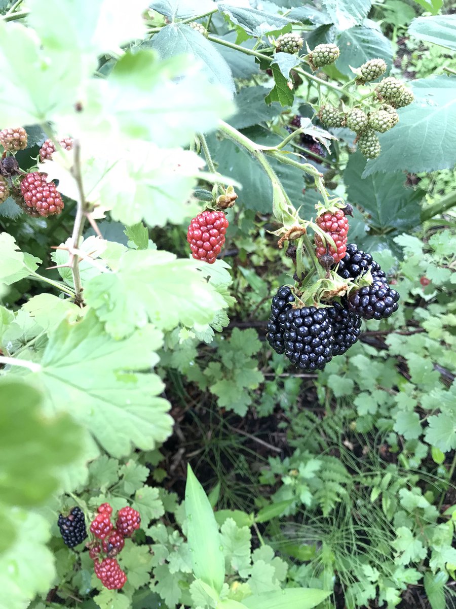 Snowstart1's tweet image. クラシル見ながら作ったブラックベリージャム。

梅干しのあじがする…