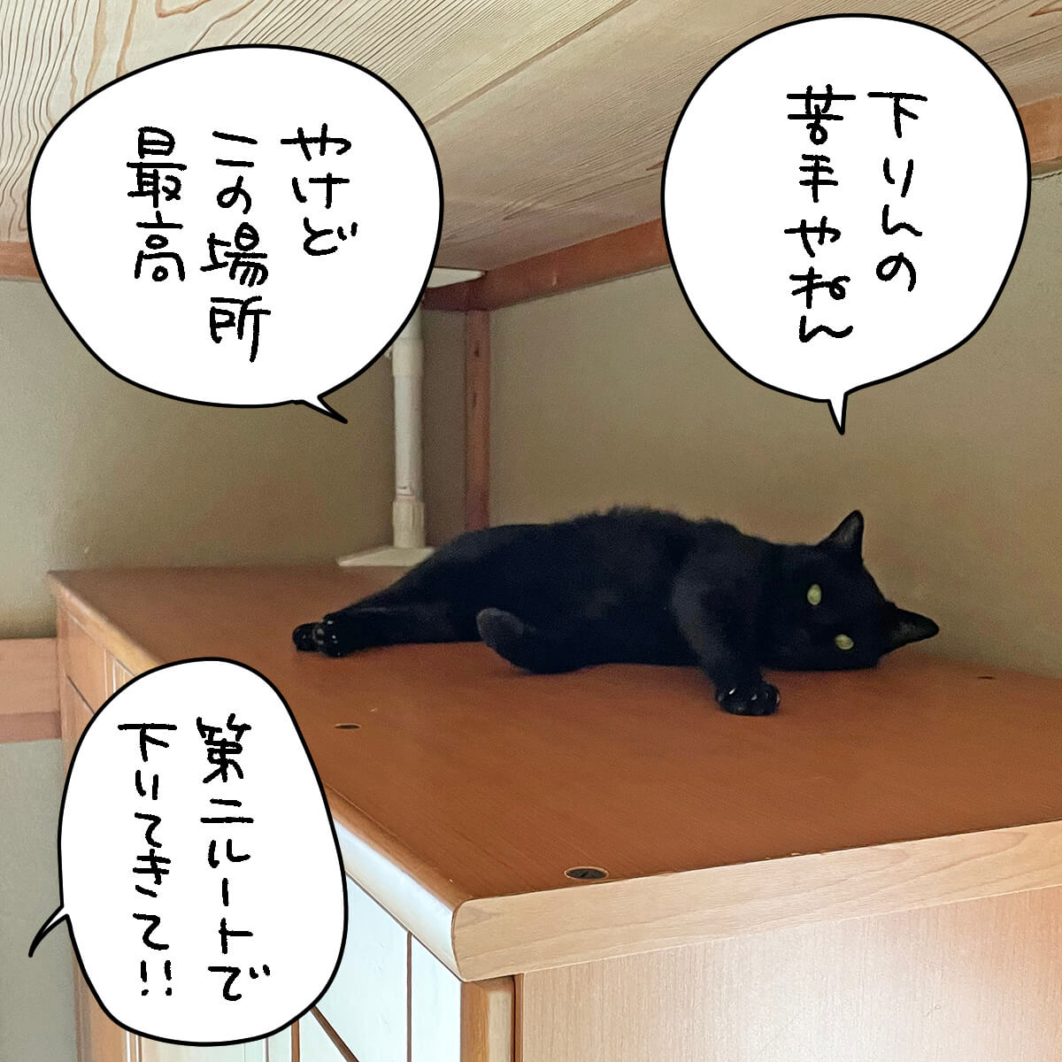 どんくさい猫 Twitter Search Twitter どんくさい猫 Twitter Search Twitter