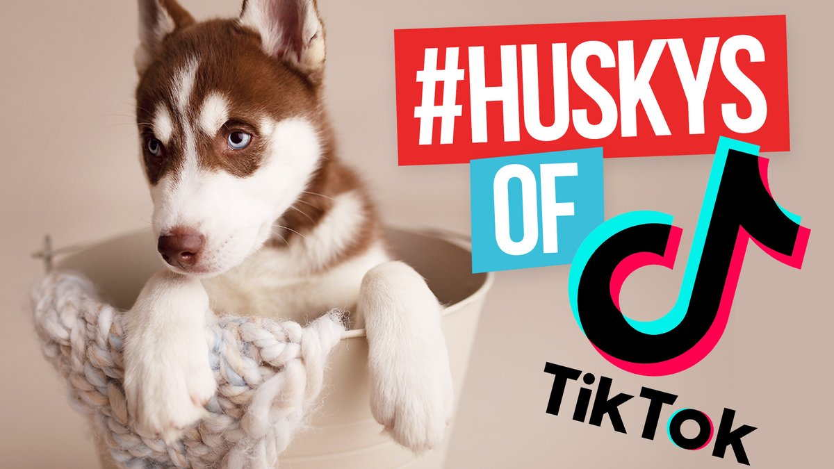 pupperville's tweet photo. Cutest Huskys on TikTok! 2021 | COMPILATION - https://t.co/IXCjpl7tqj #huskies #siberianhusky #siberianhuskies #malamute #cutedogs #cutepuppies #huskypuppy https://t.co/IbrOd8QmNe