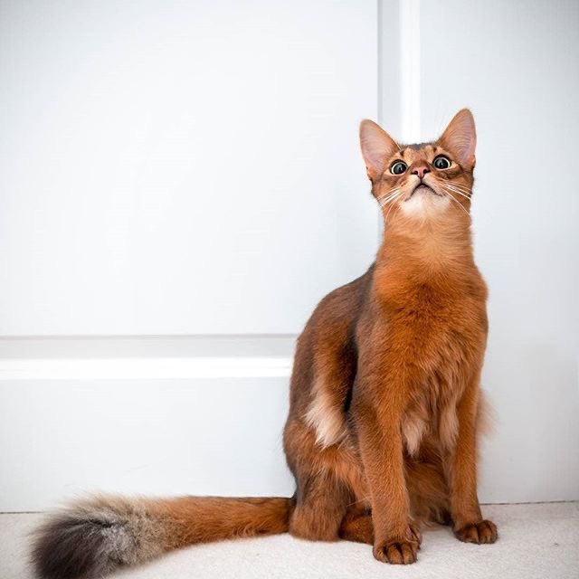 Сомалийская кошка. Сомалийская кошка Эррол. Красная Сомалийская кошка. Кот сомалийский длинношерстный. Длинноногая кошка. Сомалийская кошка. Сомалийская кошка Эррол. Красная Сомалийская кошка. Кот сомалийский длинношерстный.