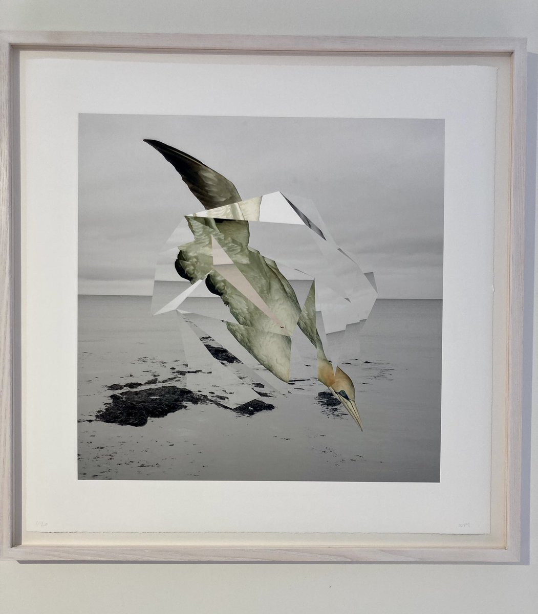 Showing two new archival inkjet print editions - Nature Study (Cormorant) and Nature Study (Gannet) ii based on studies of bird populations under threat as part of Castle Mills Contemporary’s new show. @EdinburghPrints @EdArtFest Hope you can make it. Launches Aug 4th