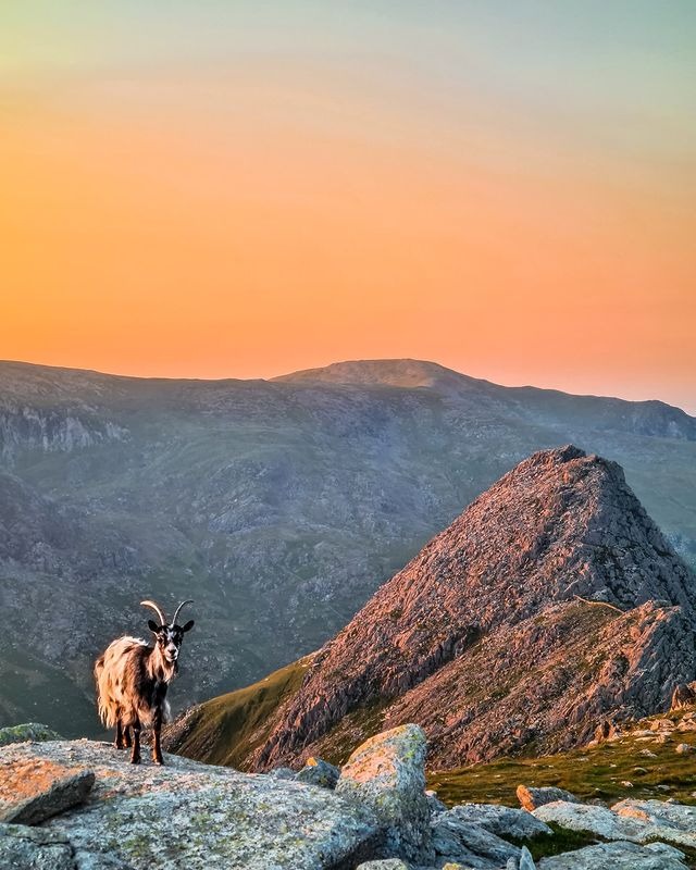 Welsh Mountain Goats are the king of the mountains! 📷 - @heleddowen #welshmountaingoats #mountaingoats #CastellyGwynt #yrwyddfa #eryri #mountainsunsets #ogwenvalley #tryfan #explorewales #capturewales