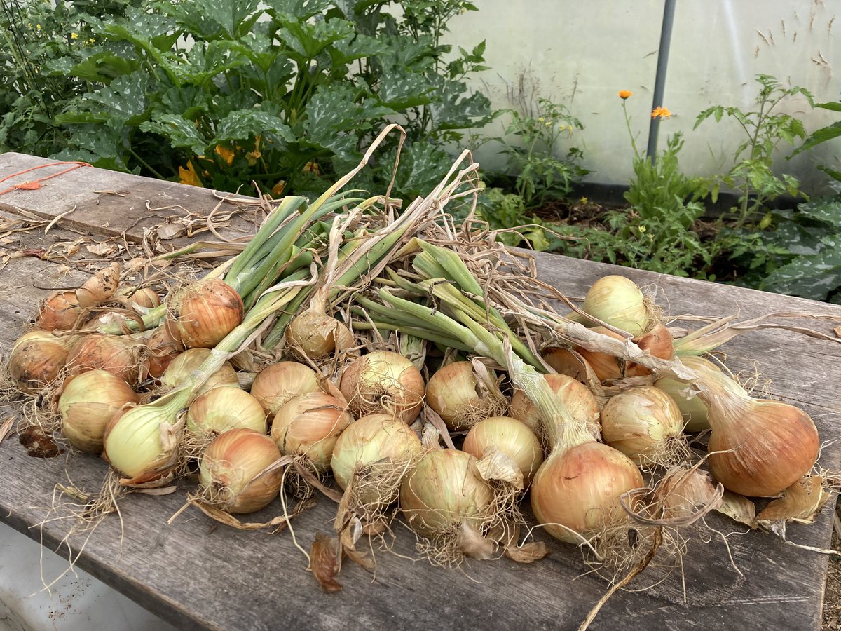 Rainy harvest day 🌦🌈🌿
