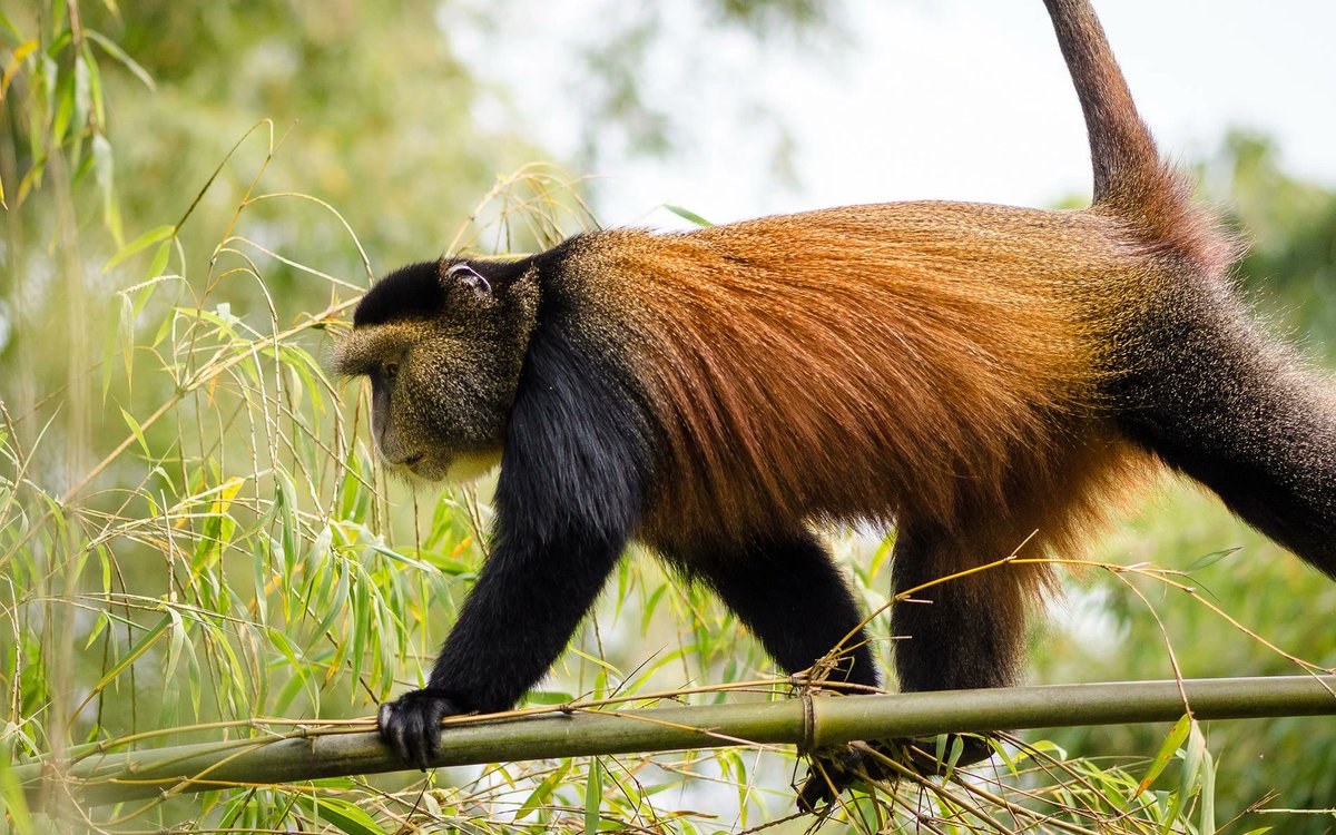 MonkeyKeeps tweet picture